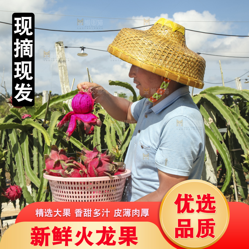 手里拿着红心火龙果