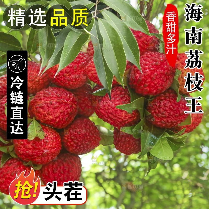 手里拿着火山荔枝王