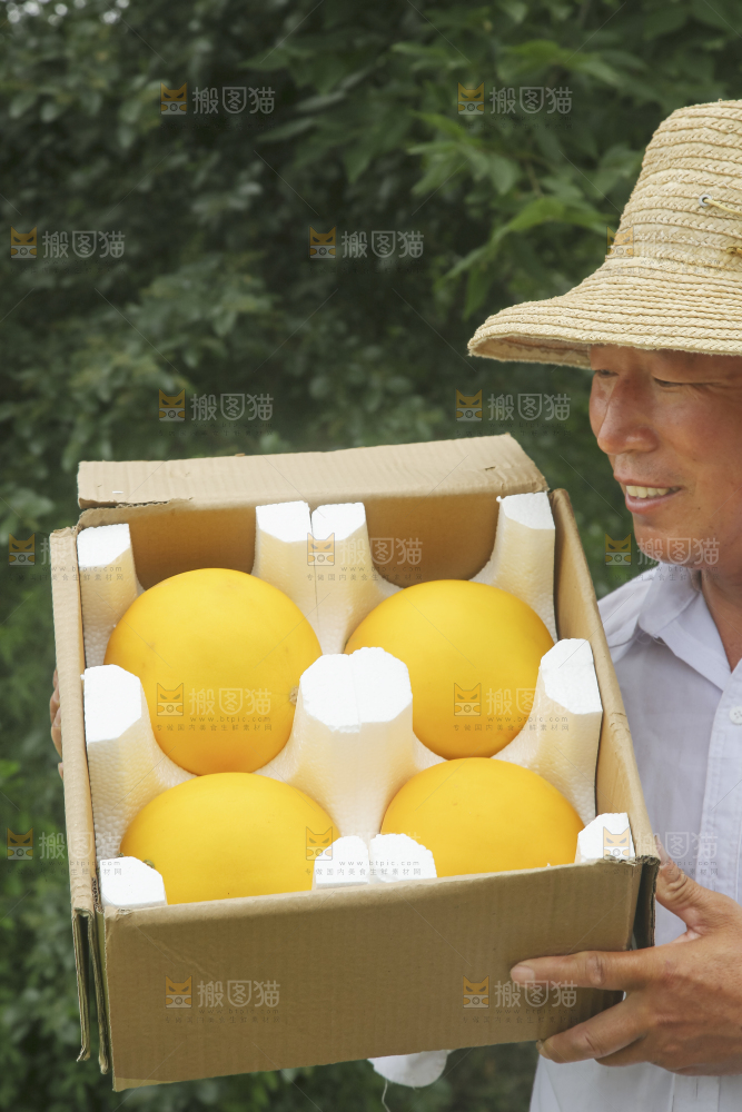手里拿着的黄河蜜瓜