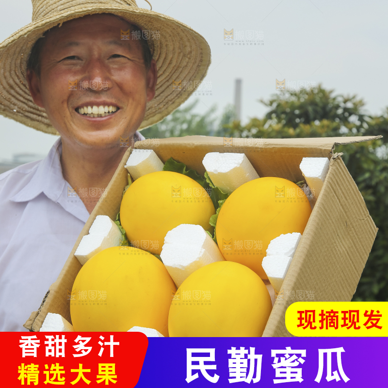 手里拿着的黄河蜜瓜