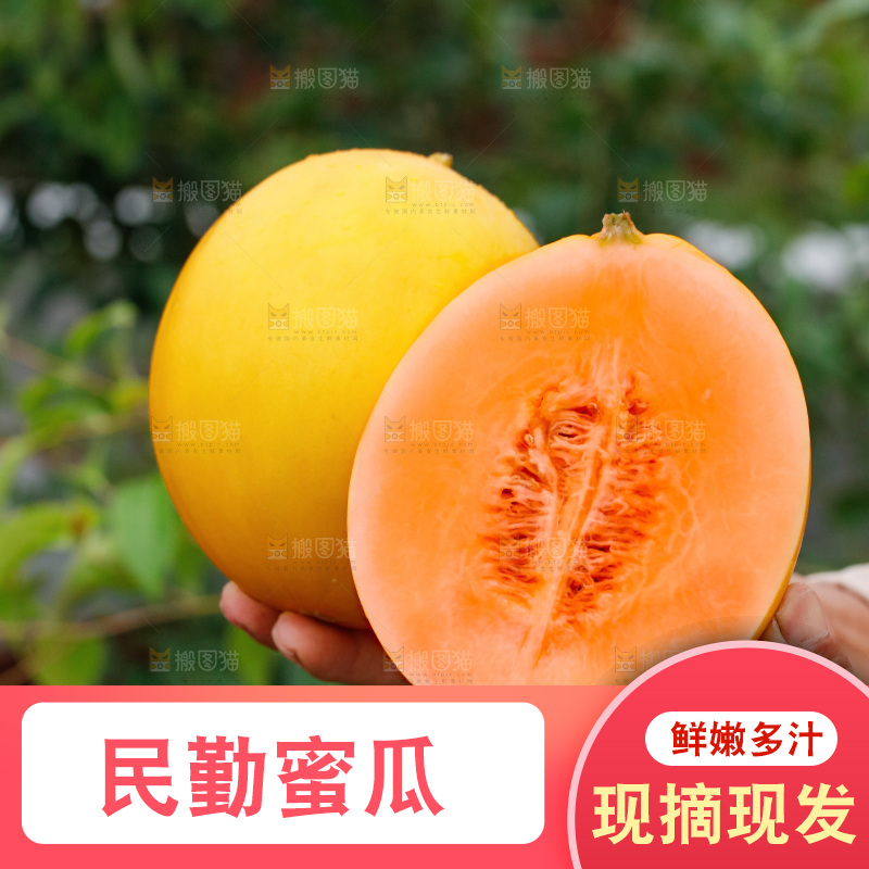 手里拿着的黄河蜜瓜