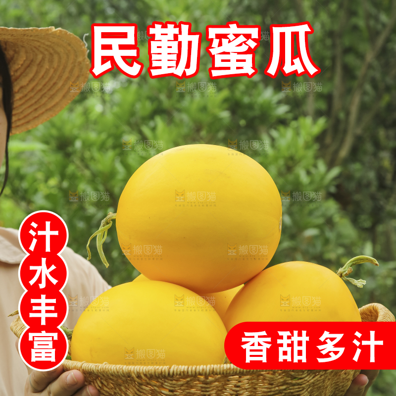 手里拿着的黄河蜜瓜