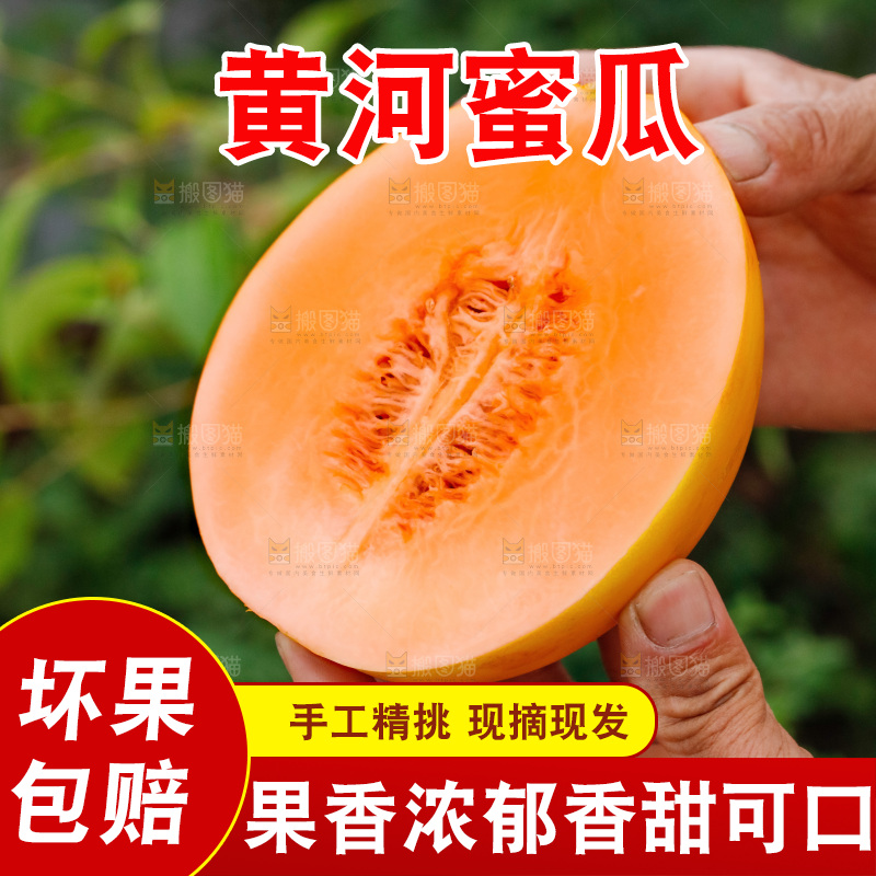 手里拿着的黄河蜜瓜