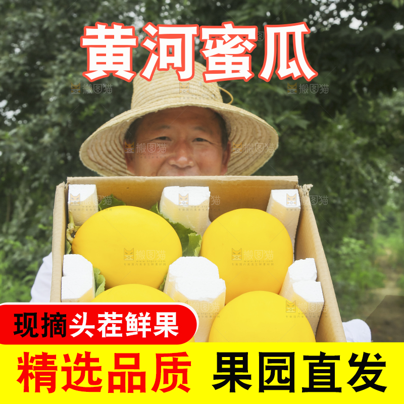 手里拿着的黄河蜜瓜