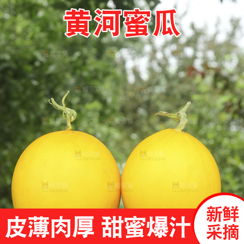 手里拿着的黄河蜜瓜