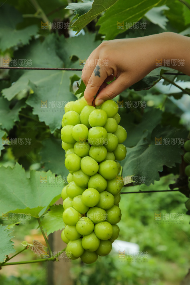 手里拿着阳光玫瑰