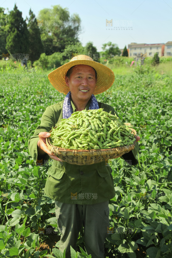 手里拿着现摘毛豆