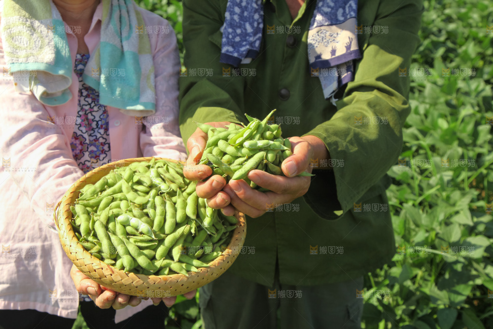 手里拿着现摘毛豆
