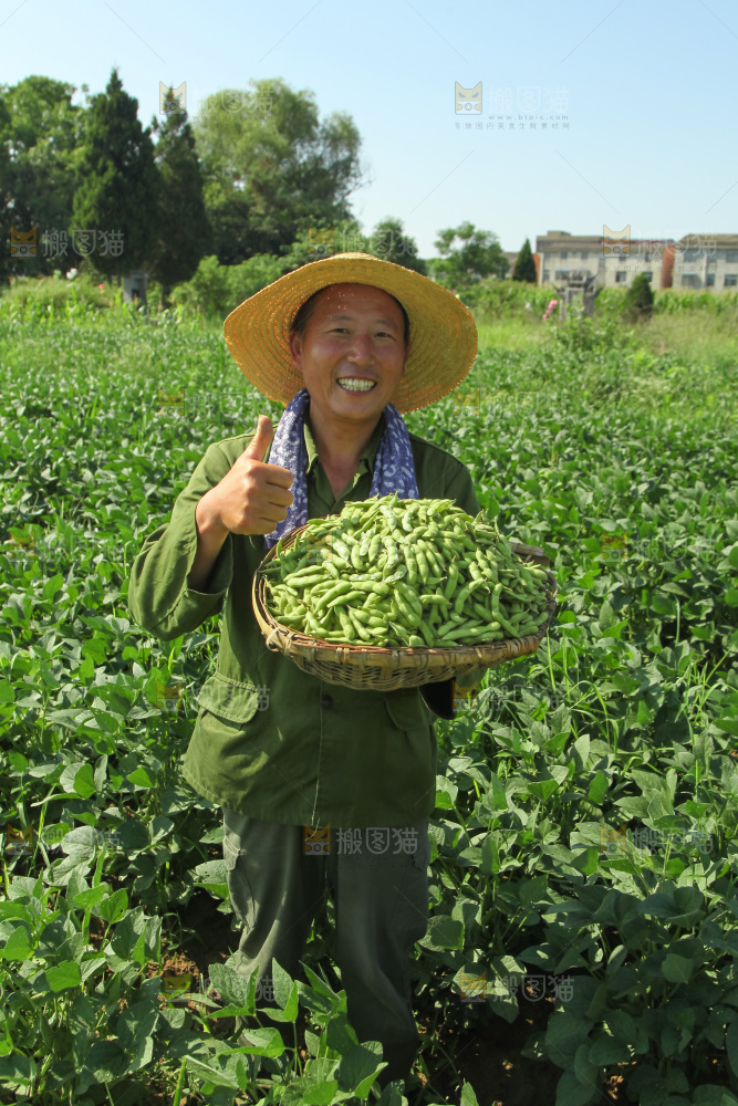 手里拿着现摘毛豆