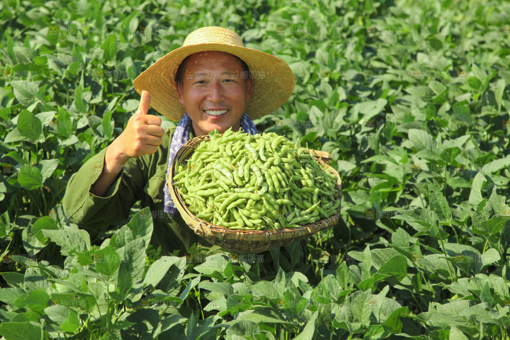 手里拿着现摘毛豆