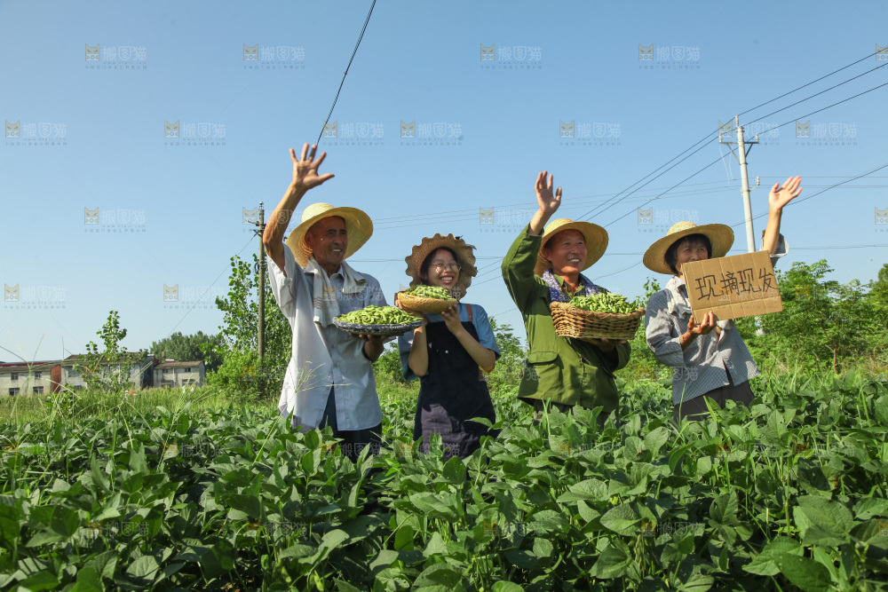 手里拿着现摘毛豆