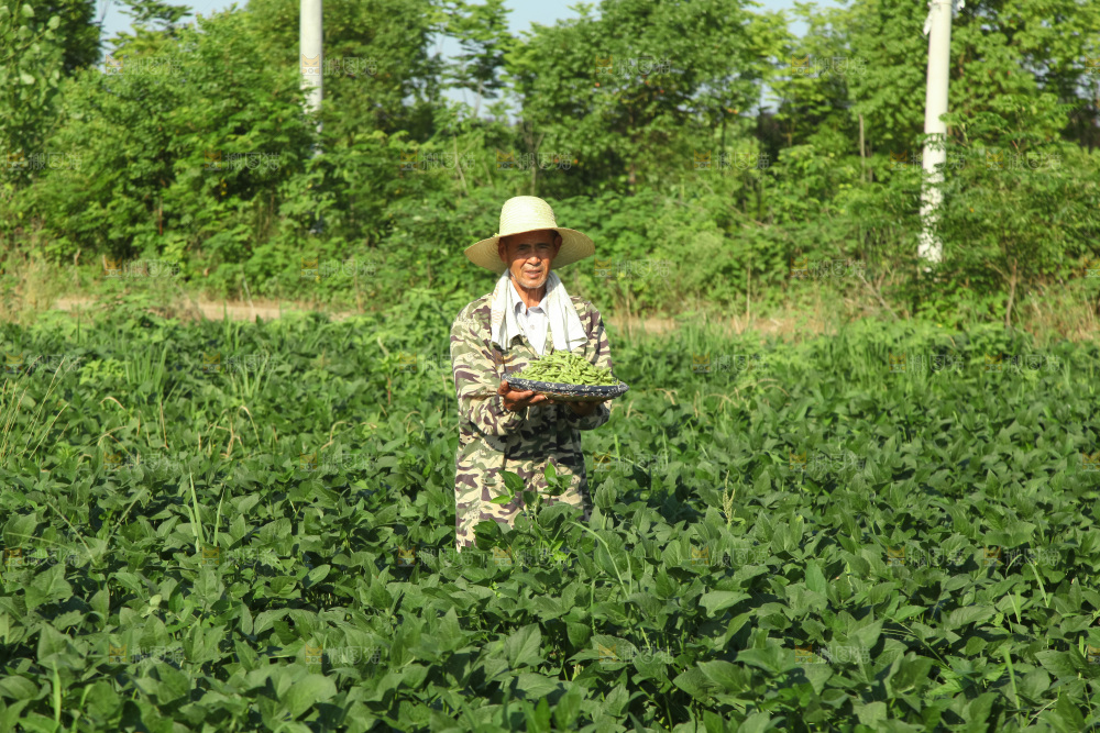 手里拿着现摘毛豆