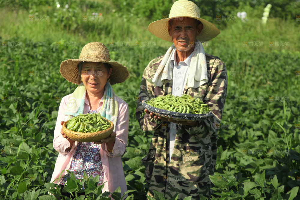 手里拿着现摘毛豆