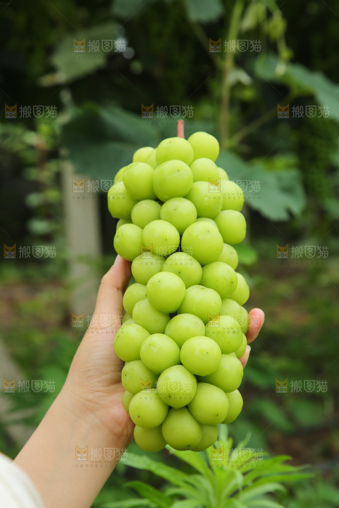 手里拿着阳光玫瑰