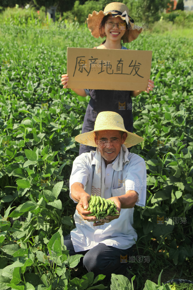 手里拿着现摘毛豆