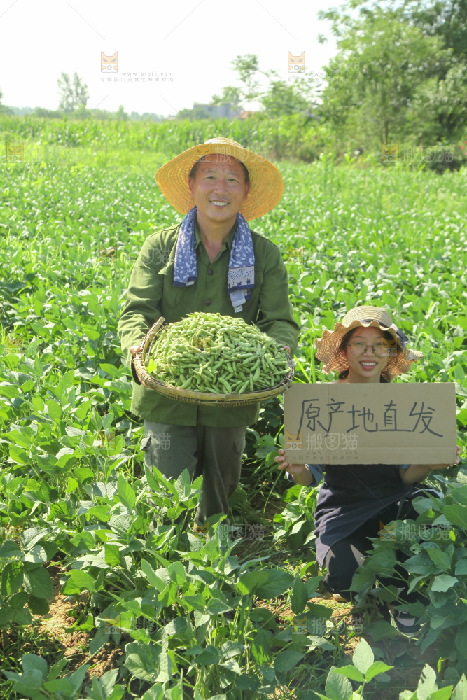 手里拿着现摘毛豆