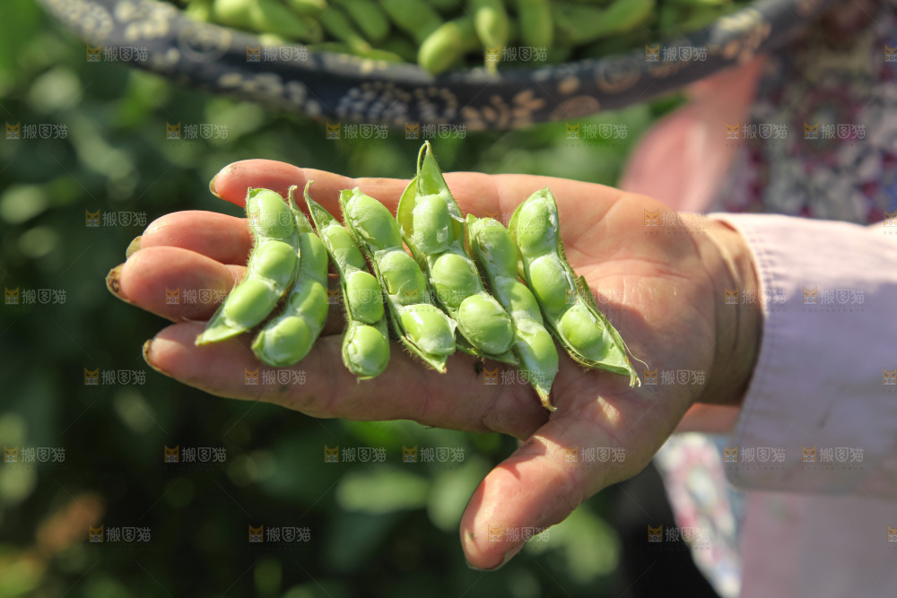 手里拿着现摘毛豆