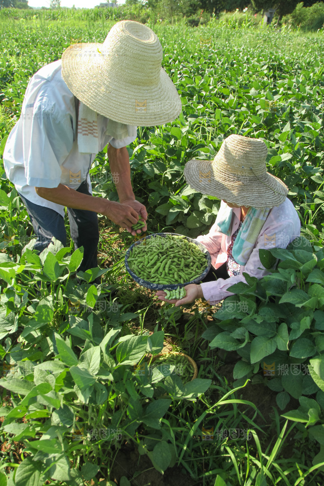 手里拿着现摘毛豆