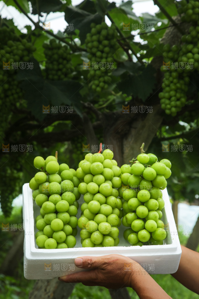 手里拿着阳光玫瑰