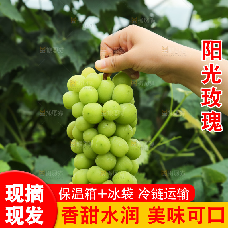 手里拿着阳光玫瑰
