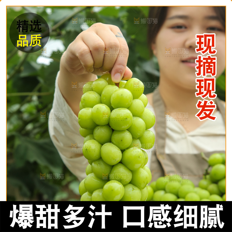 手里拿着阳光玫瑰