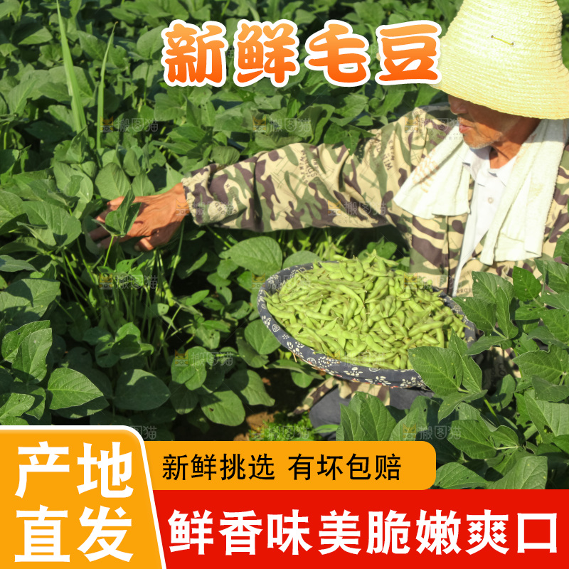 手里拿着现摘毛豆