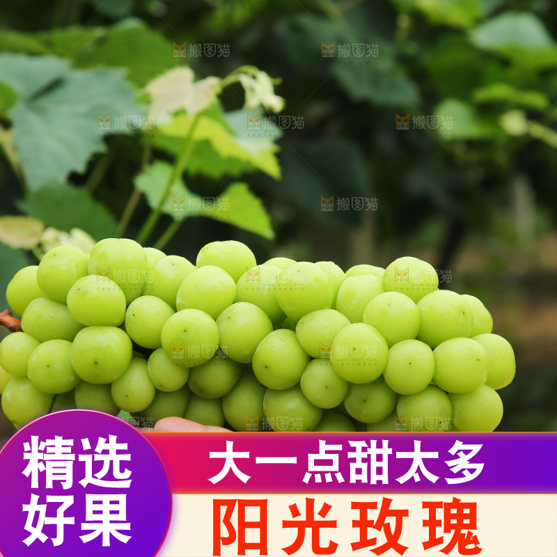 手里拿着阳光玫瑰