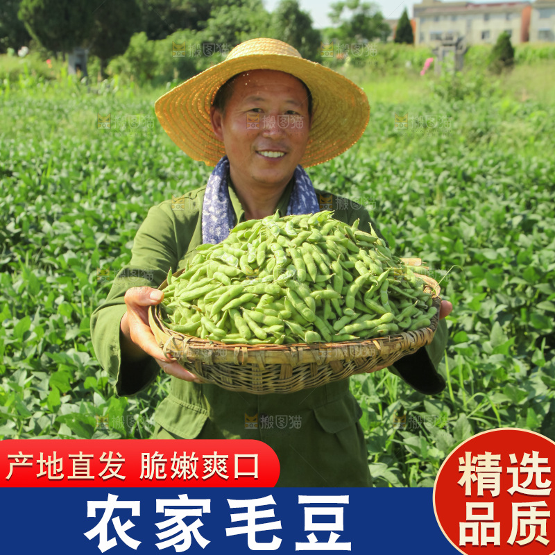手里拿着现摘毛豆