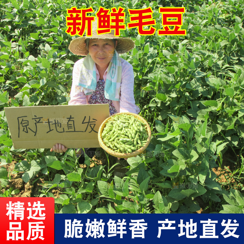 手里拿着现摘毛豆