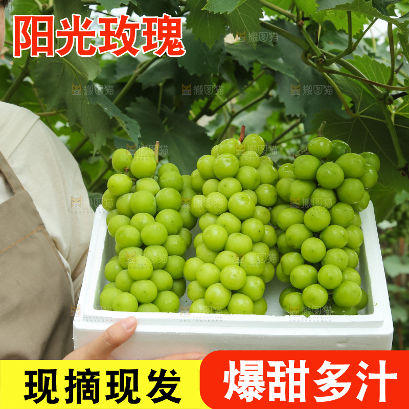 手里拿着阳光玫瑰