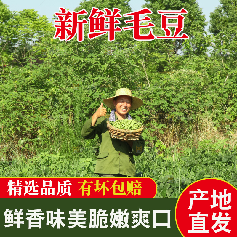 手里拿着现摘毛豆