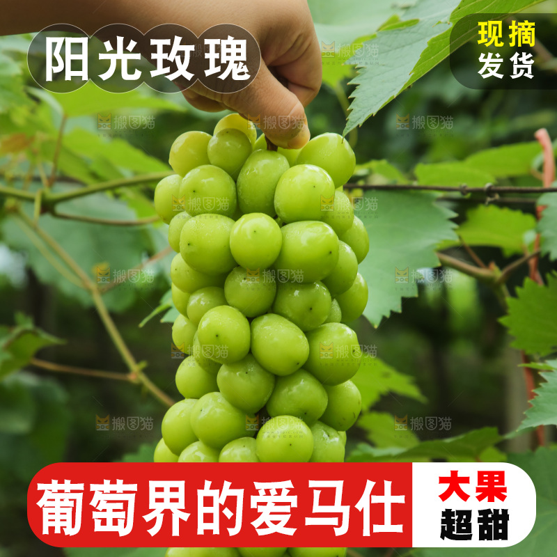 手里拿着阳光玫瑰