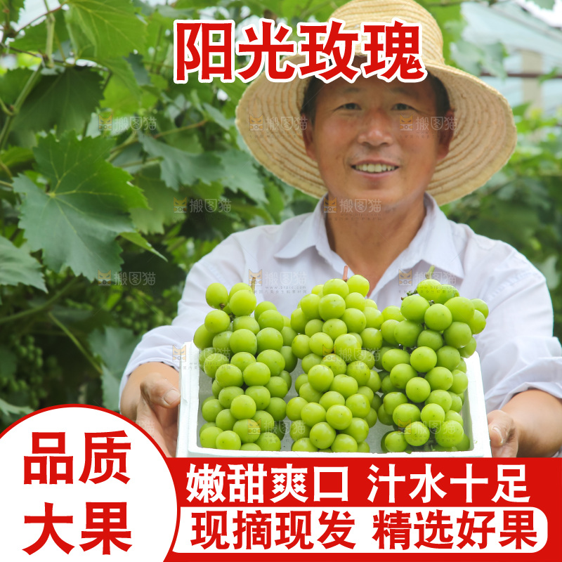 手里拿着阳光玫瑰