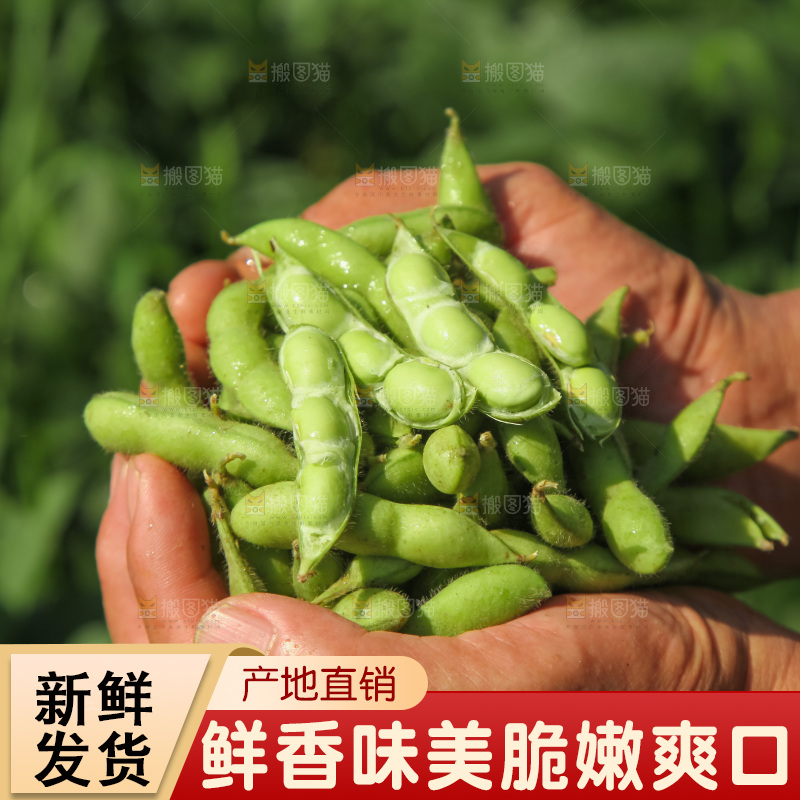 手里拿着现摘毛豆