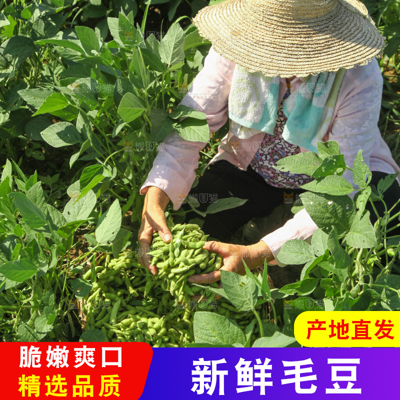 手里拿着现摘毛豆