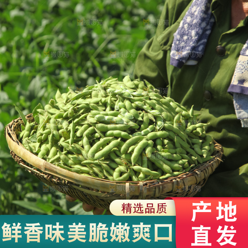 手里拿着现摘毛豆