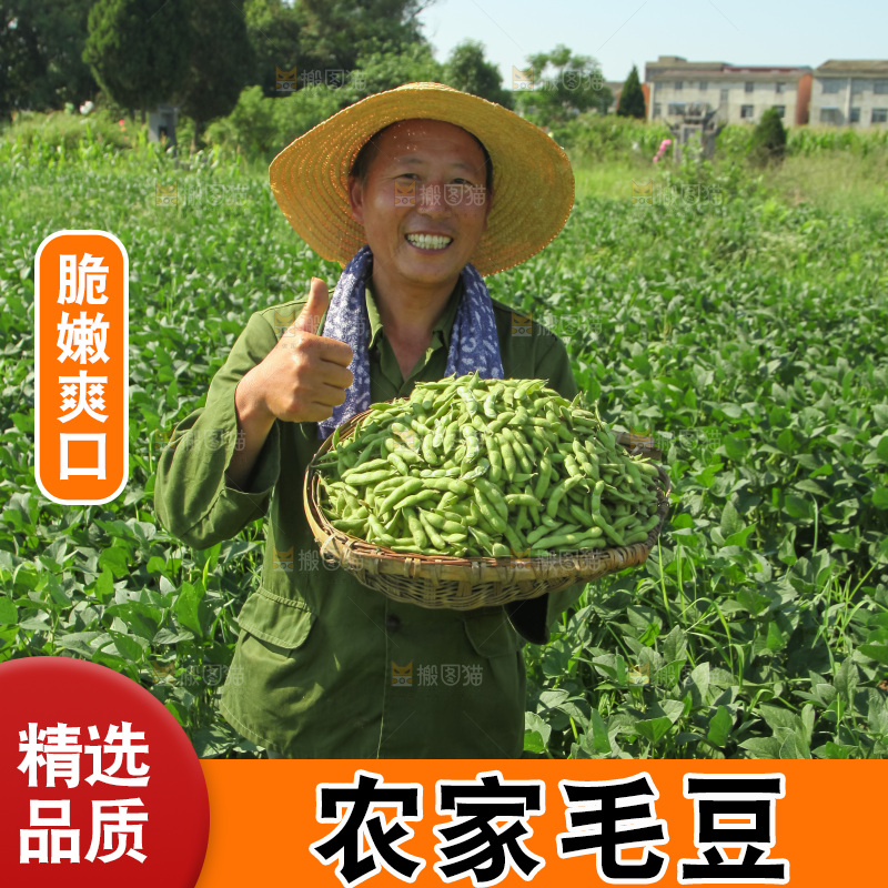 手里拿着现摘毛豆