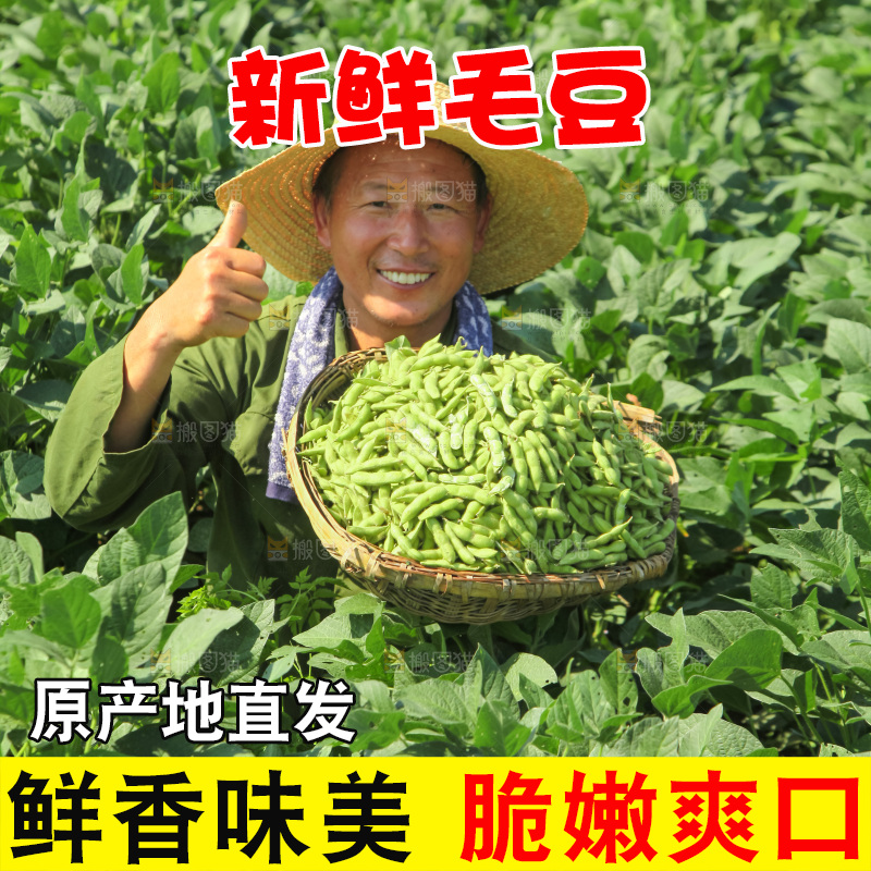手里拿着现摘毛豆