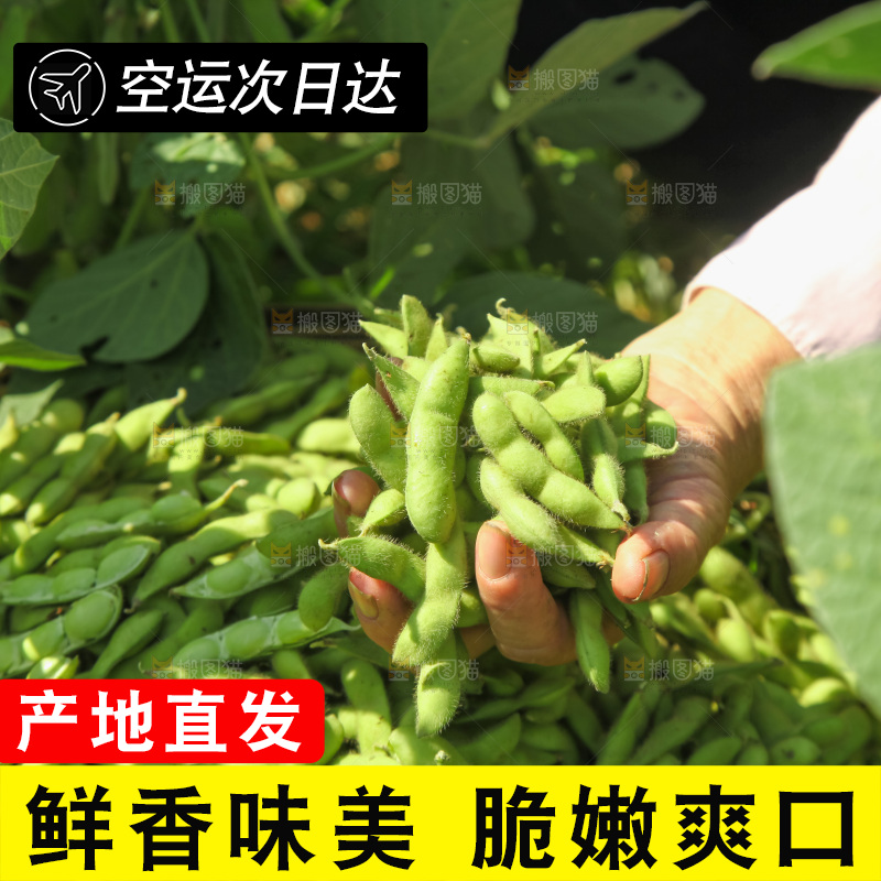 手里拿着现摘毛豆