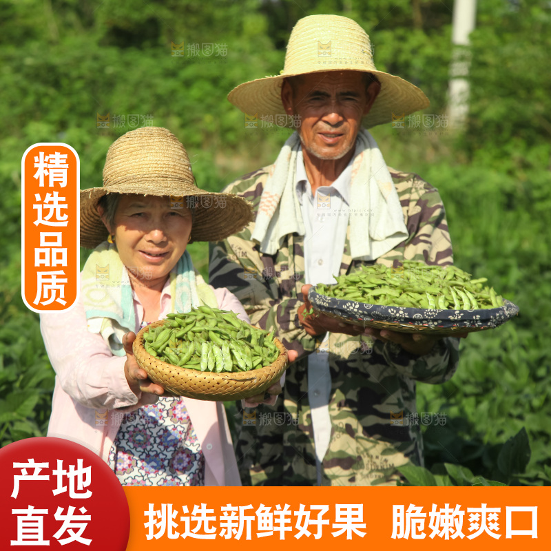 手里拿着现摘毛豆
