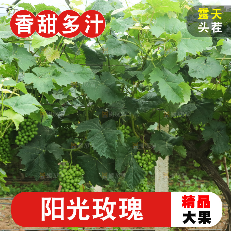 果园里的阳光玫瑰