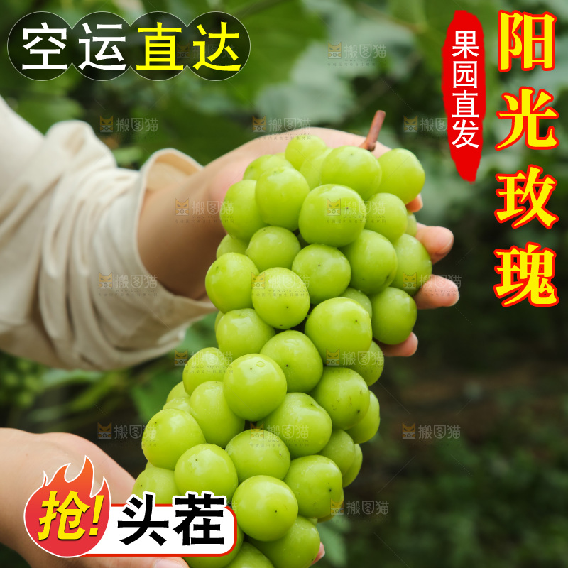 手里拿着阳光玫瑰