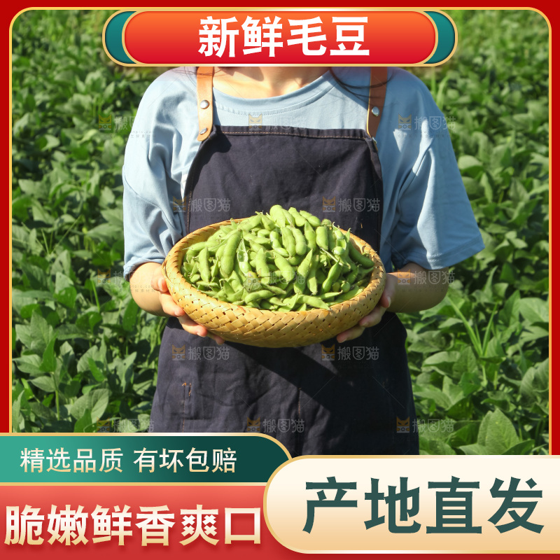 手里拿着现摘毛豆