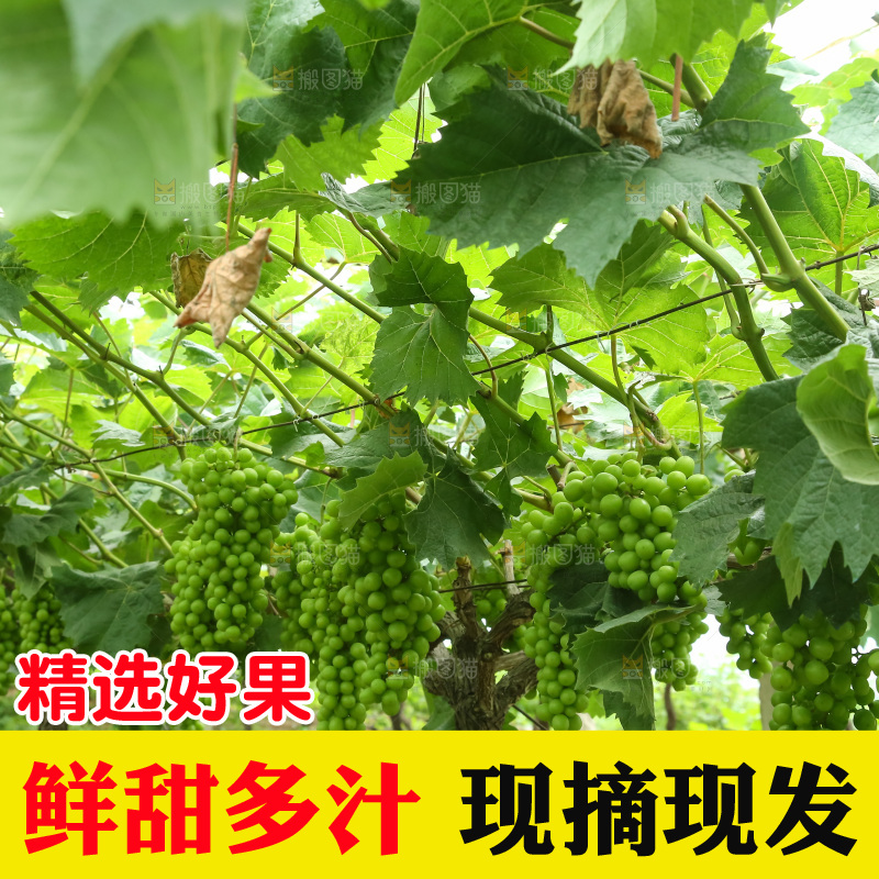 果园里的阳光玫瑰