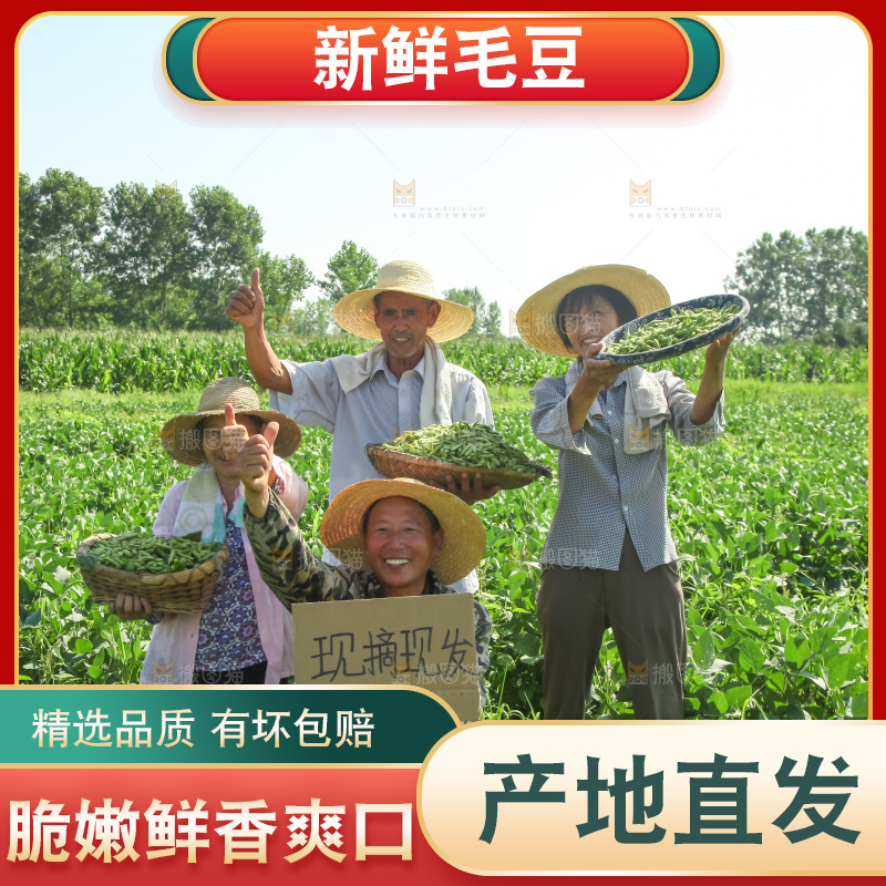 手里拿着现摘毛豆