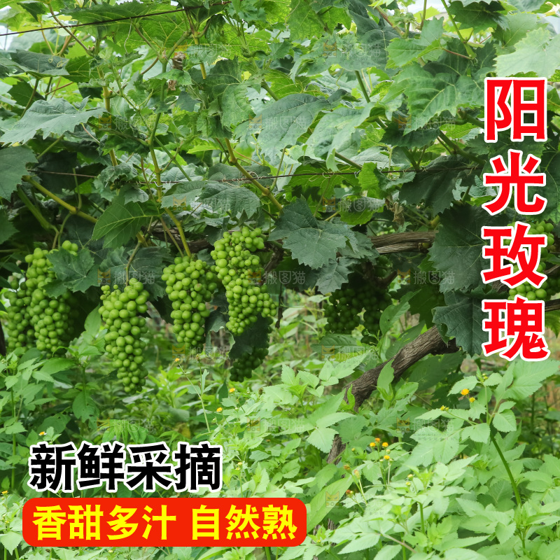 果园里的阳光玫瑰