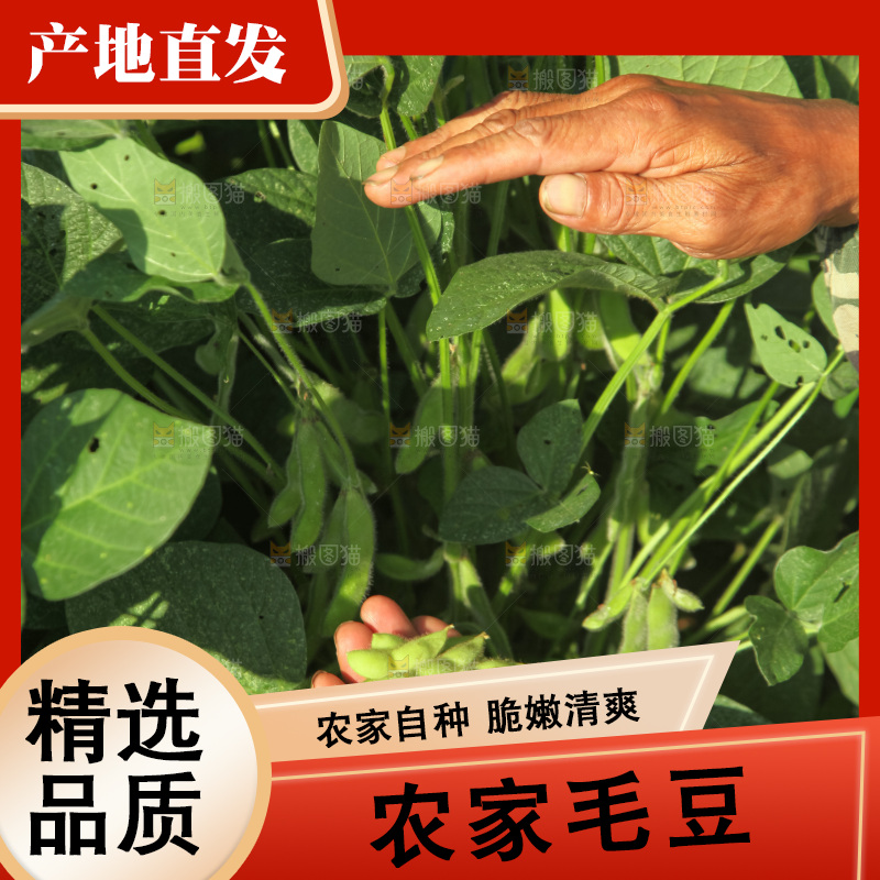 手里拿着现摘毛豆