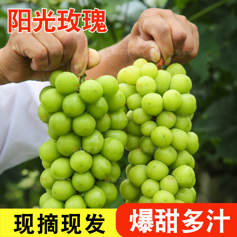 手里拿着阳光玫瑰