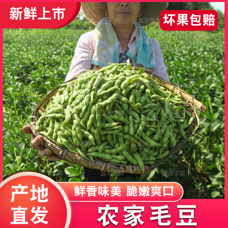 手里拿着现摘毛豆