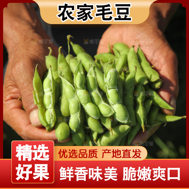 手里拿着现摘毛豆